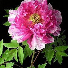 Схема вышивки «цветы»