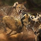 Схема вышивки «Бой»