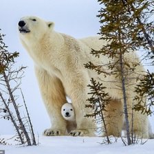 Схема вышивки «Белые медведи»