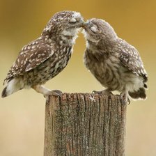 Схема вышивки «Настоящая любовь»