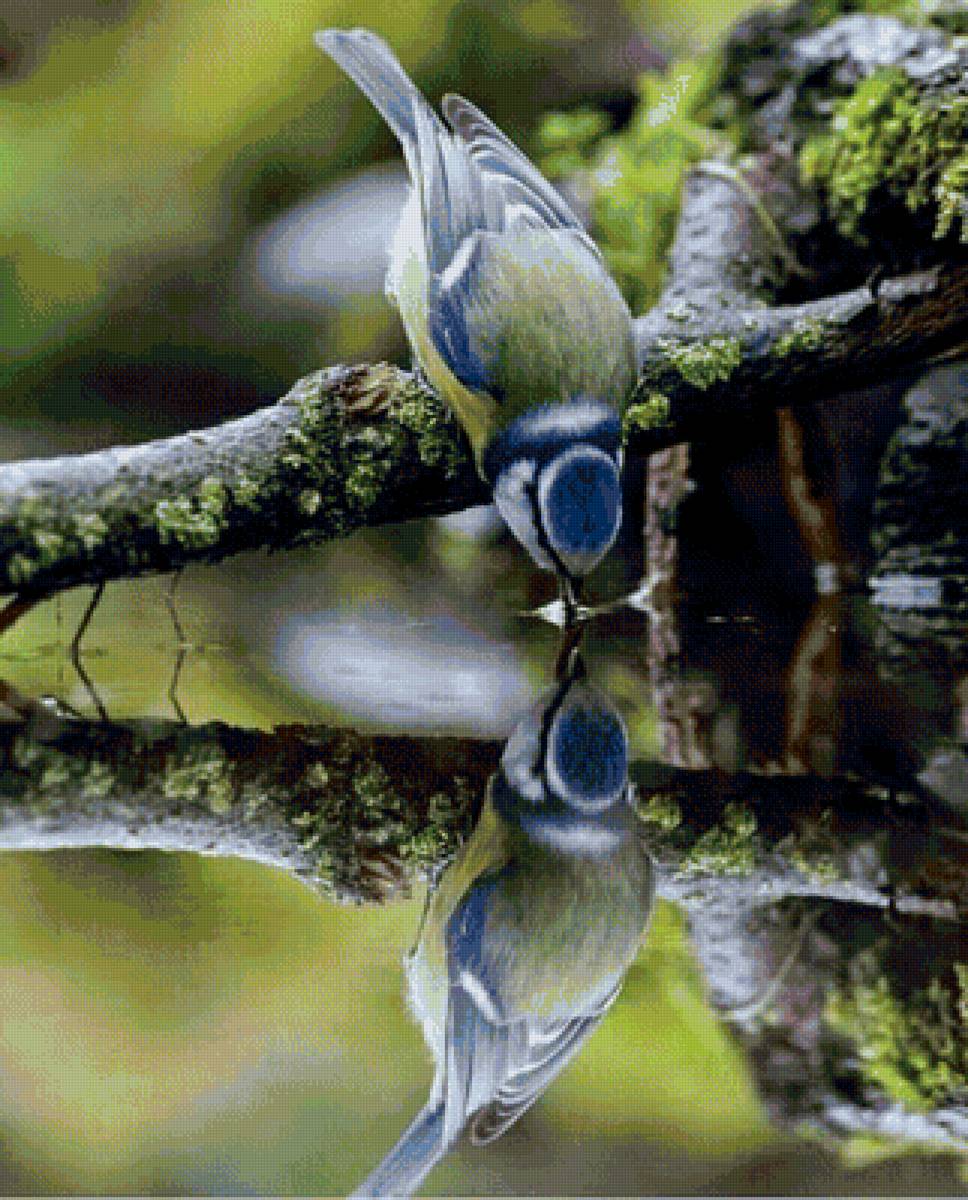 отражение - природа, птица, лес, отражение, дерево - предпросмотр