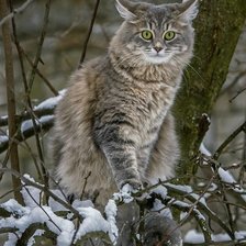 Схема вышивки «котик»