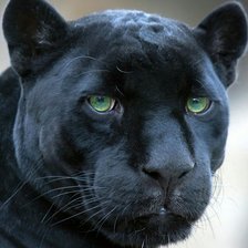 Схема вышивки «черная пантера»