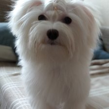 Схема вышивки «ЮРА Мальт болонка»