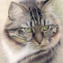 Схема вышивки «Портрет кошки»