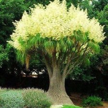 Схема вышивки «дерево»