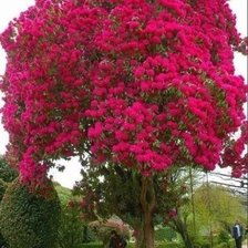 Схема вышивки «дерево»