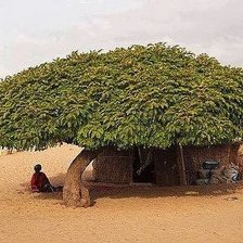 Схема вышивки «дерево»