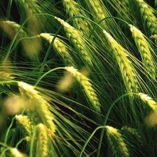 Схема вышивки «поле»