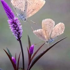 Схема вышивки «бабочки»