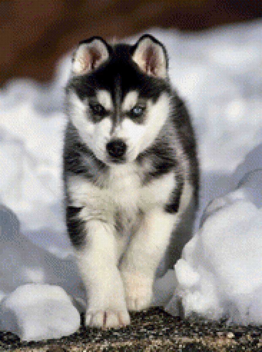 хаски - предпросмотр