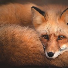 Схема вышивки «№2062487»