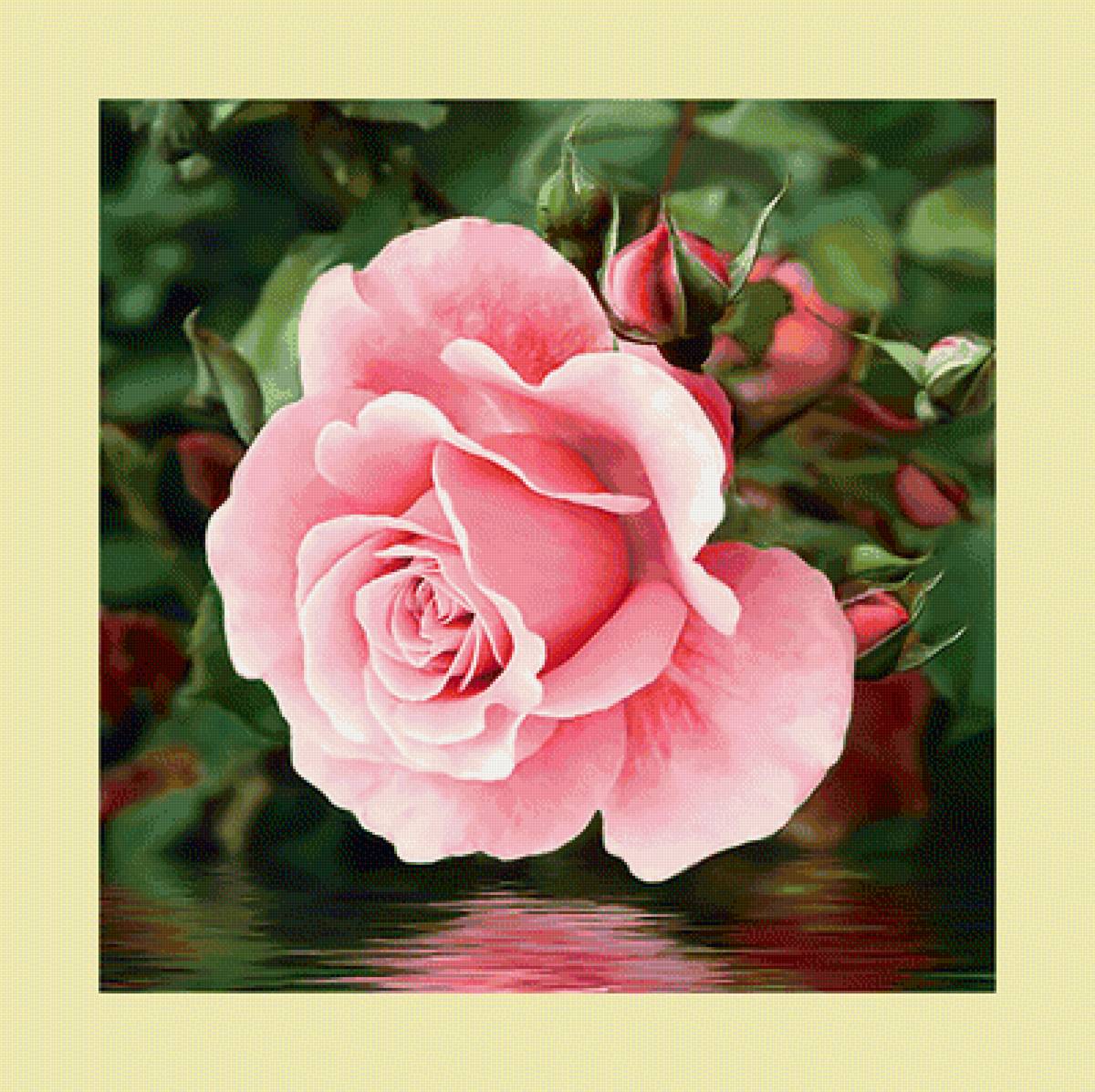 Роза над водой. - цветок, роза, вода - предпросмотр