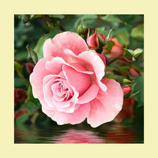 Схема вышивки «Роза над водой.»