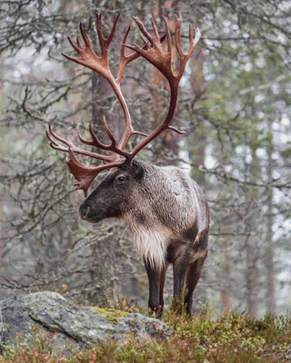 олень - предпросмотр