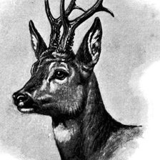 Схема вышивки «Ciervo»