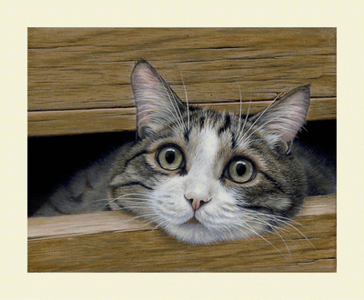 №2062974 - коты, животные - предпросмотр