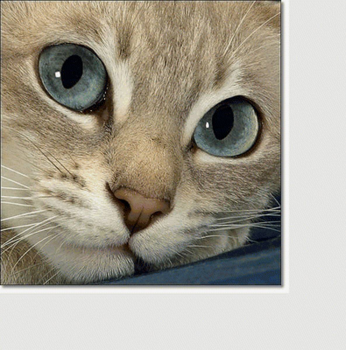 №2062976 - животные, коты - предпросмотр