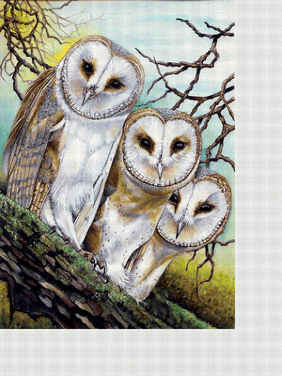 №2062996 - совы, птицы, животные - предпросмотр