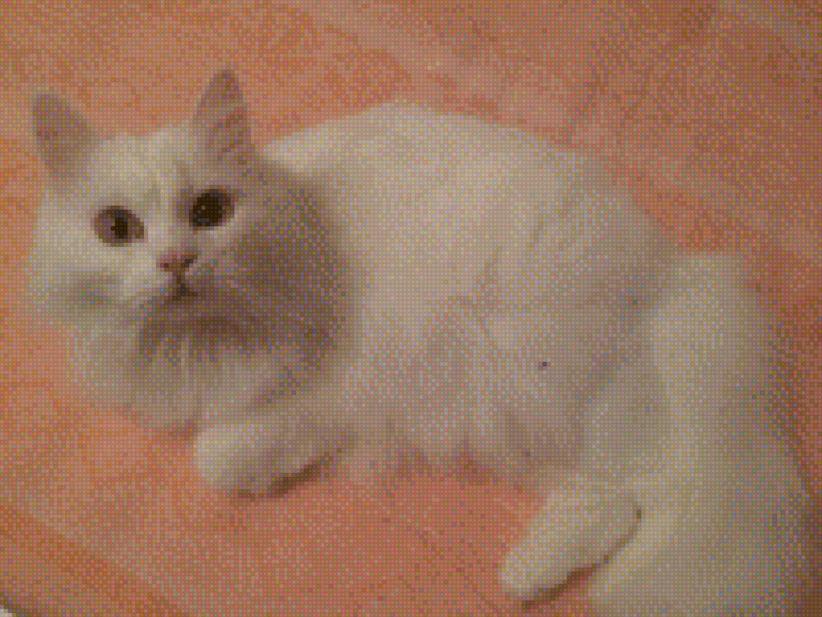 ангорка Шелси - ангорка, моя кошка - предпросмотр