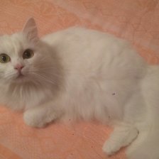 Схема вышивки «ангорка Шелси»