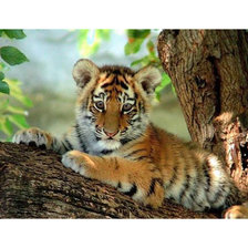 Схема вышивки «дикие»