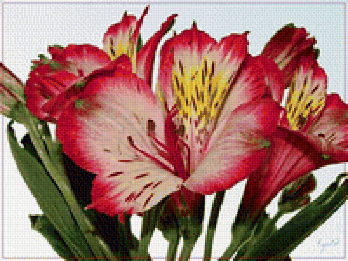 цветы - предпросмотр