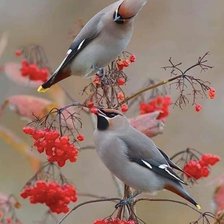 Схема вышивки «Птицы»