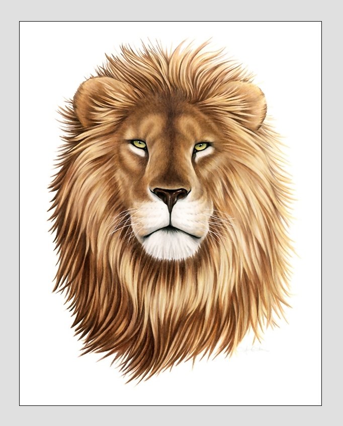 №2063681 - хищники, животные - оригинал