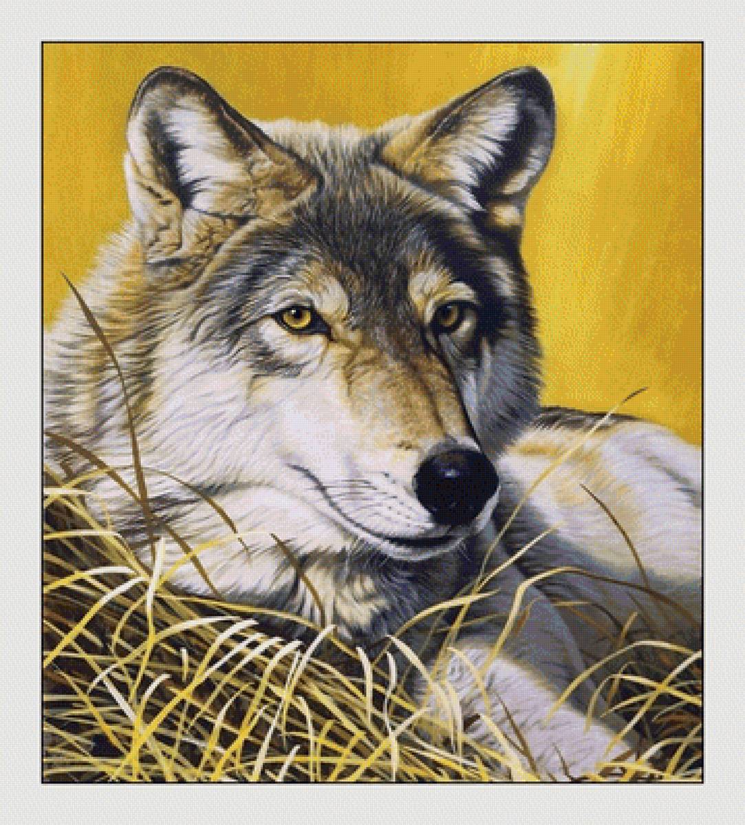 №2063688 - животные, хищники, волки - предпросмотр