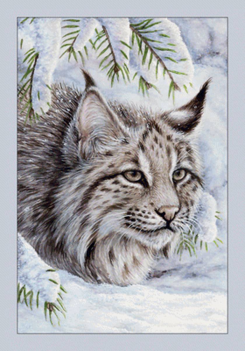 №2063701 - рысь, животные - предпросмотр