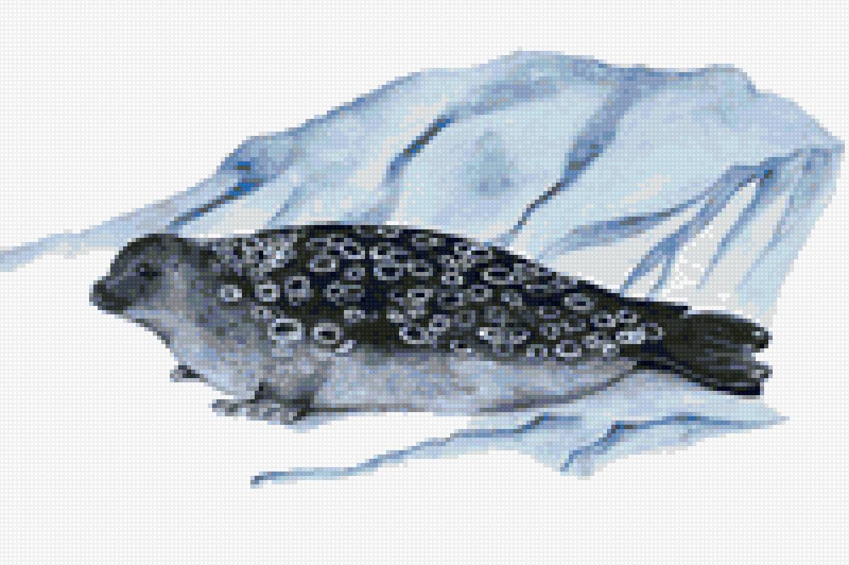 тюлень 5 - тюлень, нерпа - предпросмотр