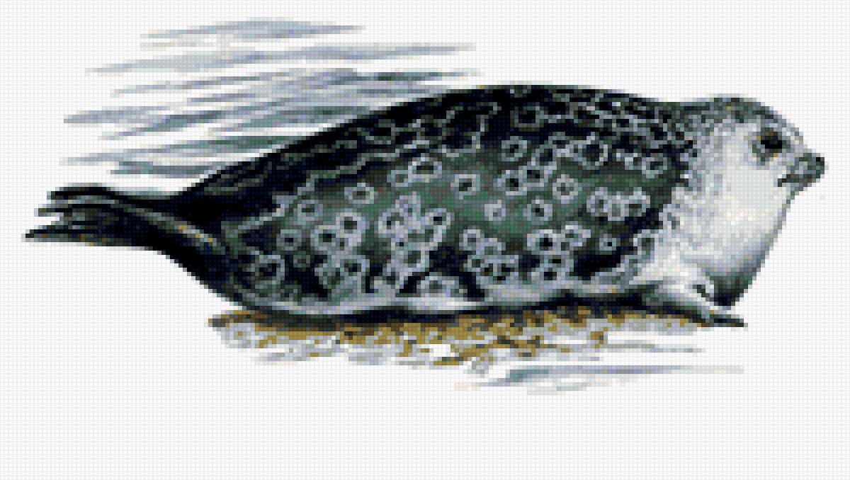 тюлень 7 - нерпа, тюлень - предпросмотр