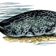 Схема вышивки «тюлень 7»