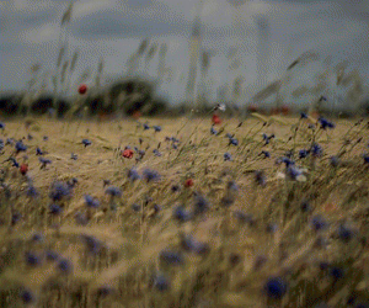 Полевые цветы - предпросмотр