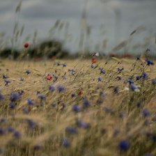 Полевые цветы