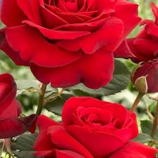 Красные розы