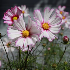 Схема вышивки «Космея»