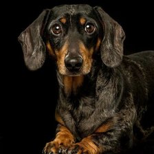 Схема вышивки «Такса»