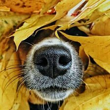 Схема вышивки «Маскировка»