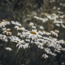 Схема вышивки «Ромашки»