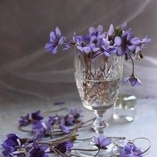 Синие цветы.