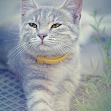 Схема вышивки «Кошка»