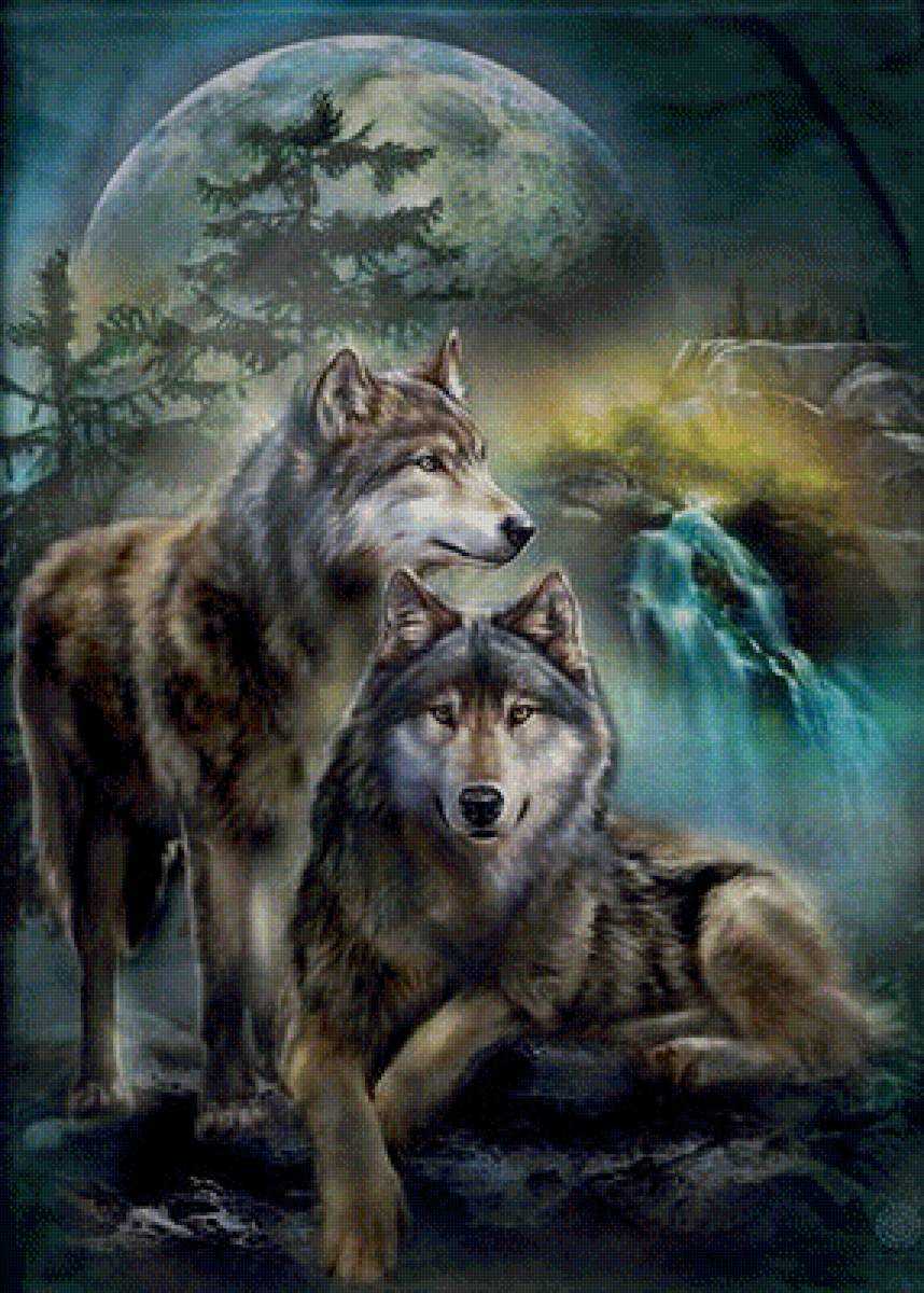 пара  волков - волки - предпросмотр