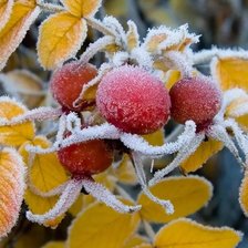 Схема вышивки «Шиповник осенний.»