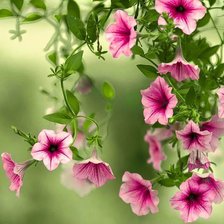 Схема вышивки «Петуния розовая.»