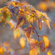 Схема вышивки «Осенние листья.»