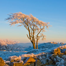 Схема вышивки «Дерево на закате.»