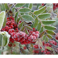Схема вышивки «Изморозь на рябине.»