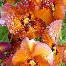 Схема вышивки «№2064824»